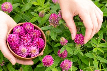 Koniczyna czerwona. Naturalne wsparcie kobiet w okresie menopauzy