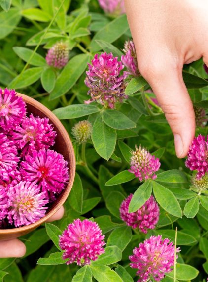 Koniczyna czerwona. Naturalne wsparcie kobiet w okresie menopauzy