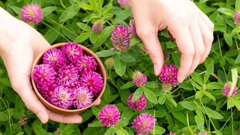 Collection,Of,Medicinal,Plants.,Human,Hands,Picking,Red,Clover,Flowers Koniczyna czerwona. Naturalne wsparcie kobiet w okresie menopauzy