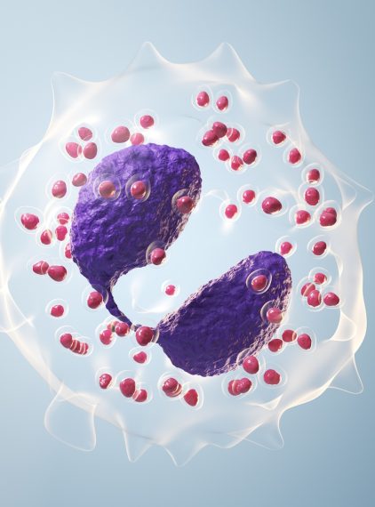 Eozynocyty. Jaką pełnią rolę w organizmie?