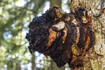 Błyskoporek podkorowy. Jakie działanie i właściwości ma grzyb Chaga?
