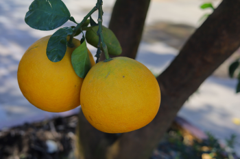 Pomelo. Właściwości i zalety największego cytrusa na świecie 