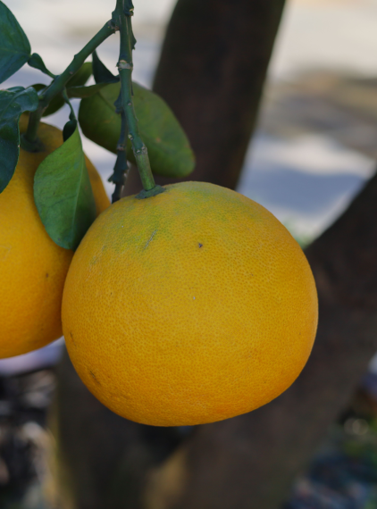 Pomelo. Właściwości i zalety największego cytrusa na świecie 