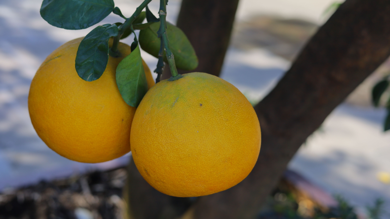 Pomelo. Właściwości i zalety największego cytrusa na świecie 