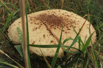 Kania. Jak rozpoznać czubajkę kanię i odróżnić ją od muchomora?