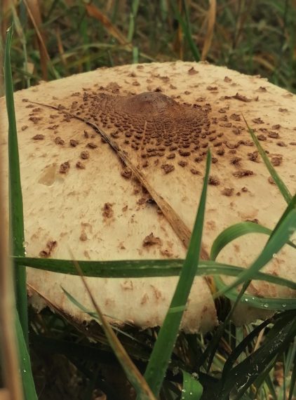 Kania. Jak rozpoznać czubajkę kanię i nie pomylić jej z trującym grzybem?