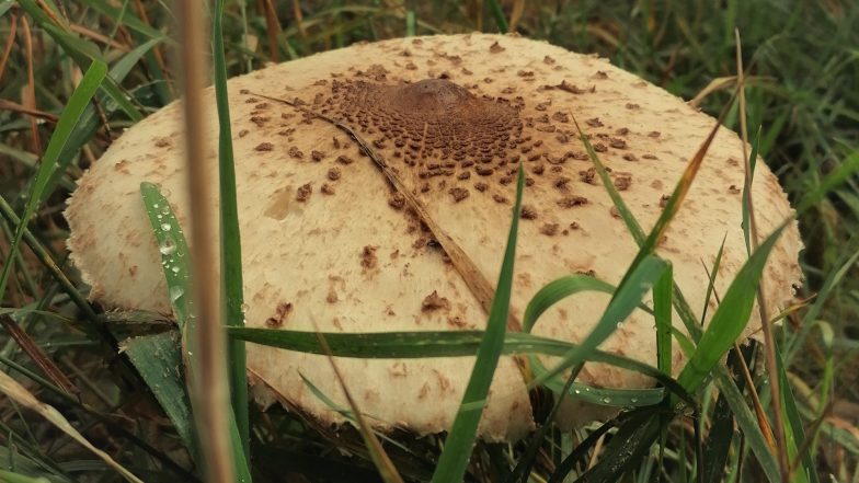 Kania. Jak rozpoznać czubajkę kanię i nie pomylić jej z trującym grzybem?