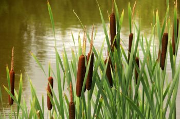 Tatarak – właściwości, zastosowanie i przeciwwskazania. Na co pomaga kłącze tataraku?