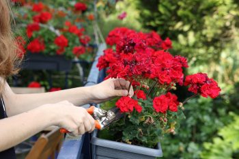 Anginka (geranium). Właściwości, zastosowanie i pielęgnacja
