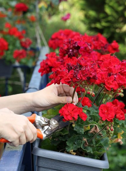Anginka (geranium). Właściwości, zastosowanie i pielęgnacja