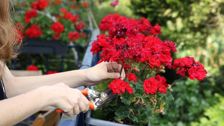Anginka (geranium). Właściwości, zastosowanie i pielęgnacja