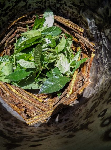 Ayahuasca (ajałaska). Co to jest, jak działa i jakie ma skutki uboczne?