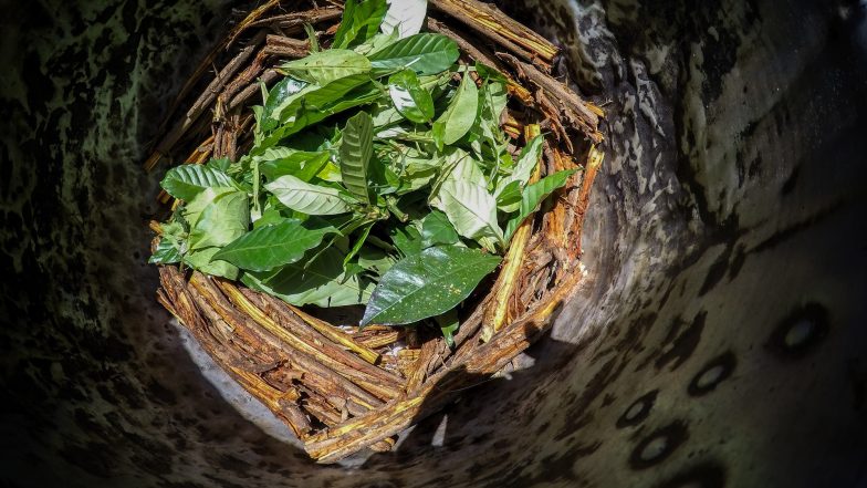 Ayahuasca (ajałaska). Co to jest, jak działa i jakie ma skutki uboczne?