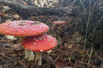 Muchomory. Rodzaje, gatunki jadalne i trujące oraz objawy zatrucia muchomorem