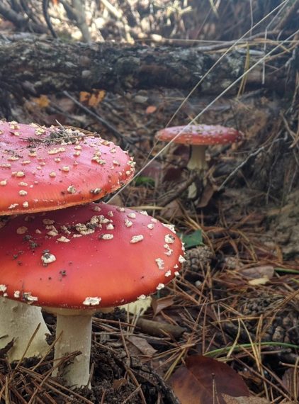Muchomory. Rodzaje, gatunki jadalne i trujące oraz objawy zatrucia muchomorem